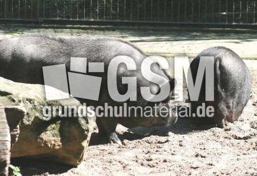 Göttinger-Minischwein-1.jpg